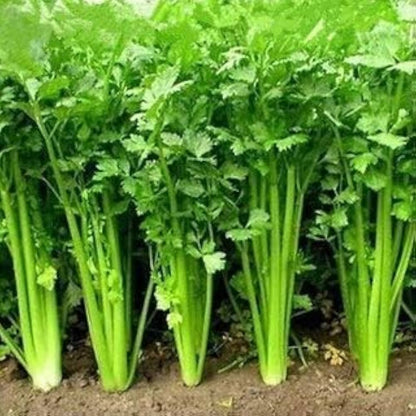 Leisure Cilantro / Coriander (Coriandrum sativum) Herb & Vegetable Seeds