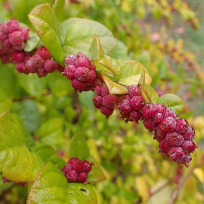 Coralberry Shrub Flower Seeds – Pink Indian Currant (Symphoricarpos orbiculatus)