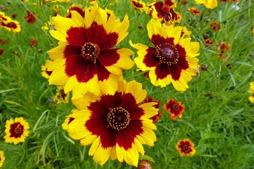 Coreopsis Bicolor Garden Flower Seeds  Red Yellow Daisy Blooms