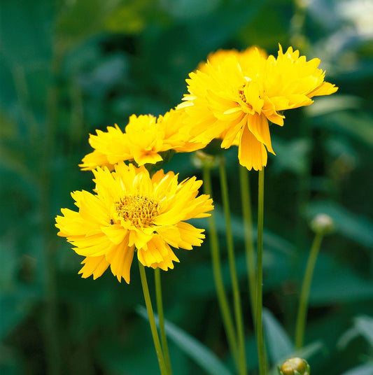 Coreopsis Flower seeds for Planting Cut Flower Favorite Heirloom & GMO Free Seeds for Home Garden