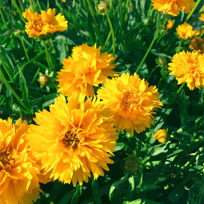 Coreopsis Yellow Early Sunrise Blooms in Garden