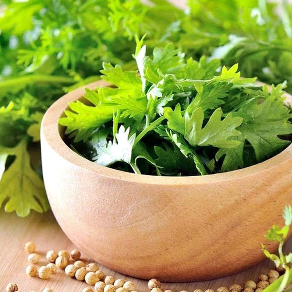 Green Coriander Seeds for Vegetable Planting