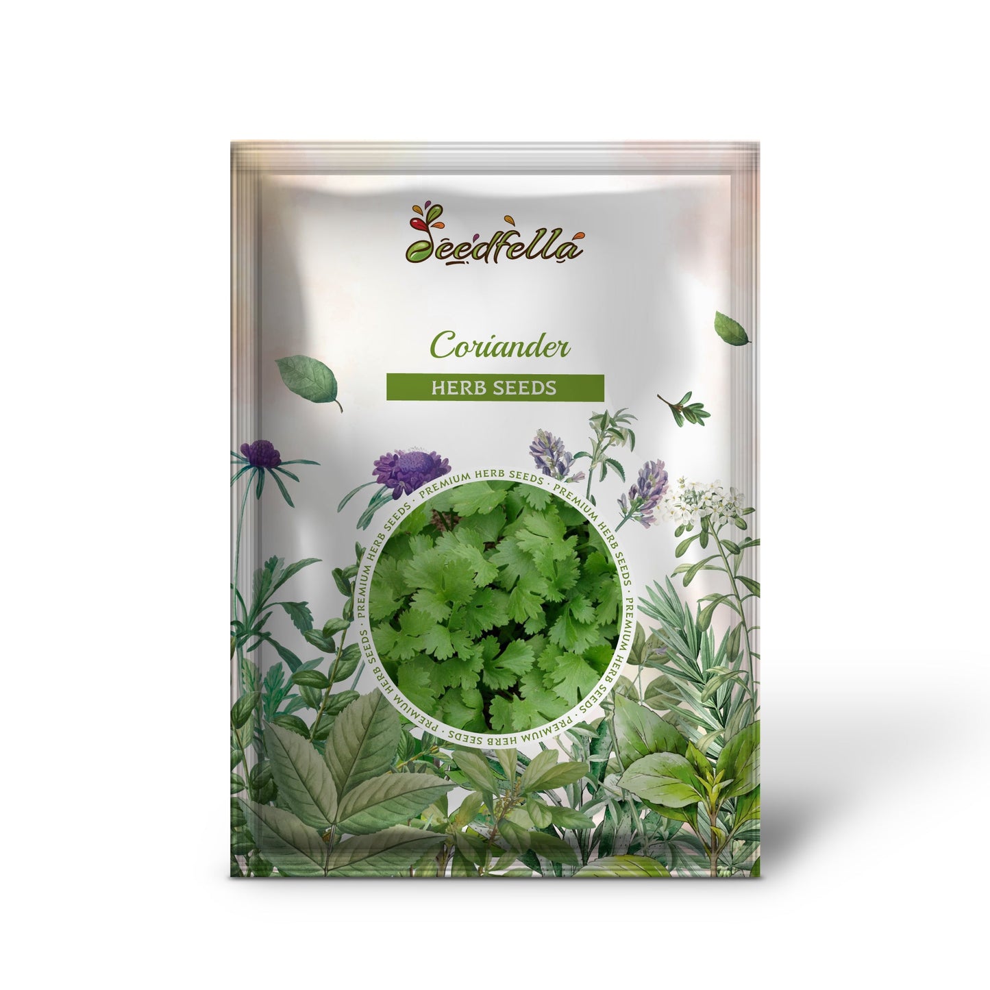 Fiesta Green Cilantro / Coriander (Coriandrum sativum) Herb Vegetable Seeds