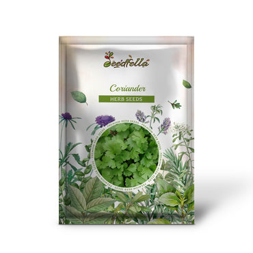 Fiesta Green Cilantro / Coriander (Coriandrum sativum) Herb Vegetable Seeds