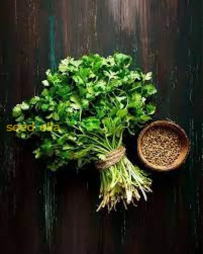 Cilantro Coriander Seeds for Planting Grow Fresh Green Herbs