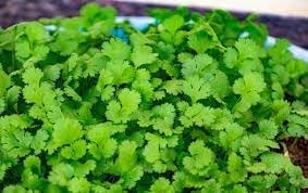 Coriander Seeds For Easy Planting Fresh Homegrown Herbs heirloom non-gmo organic garden seeds