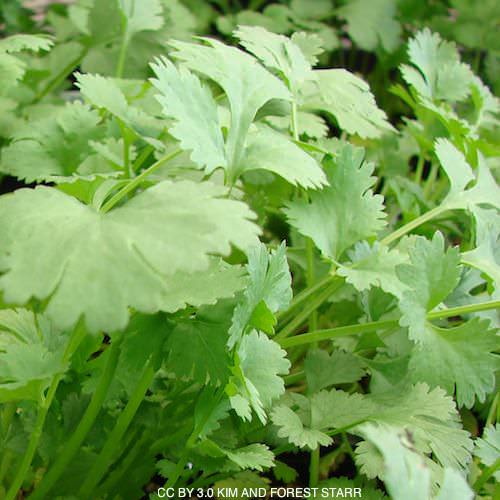 Cilantro Calypso (Coriandrum sativum) Seeds