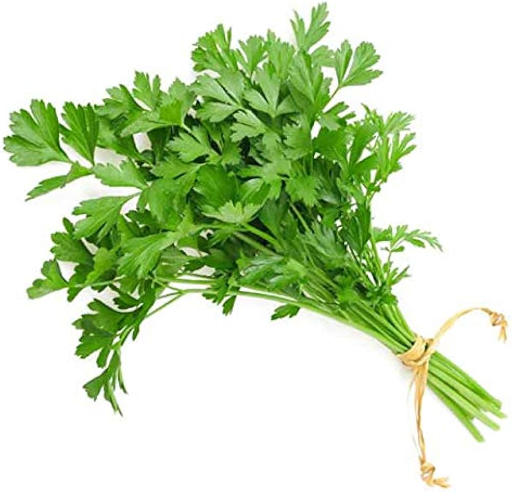 Coriander Herb Seeds – Organic Seasonal Parsley Plant