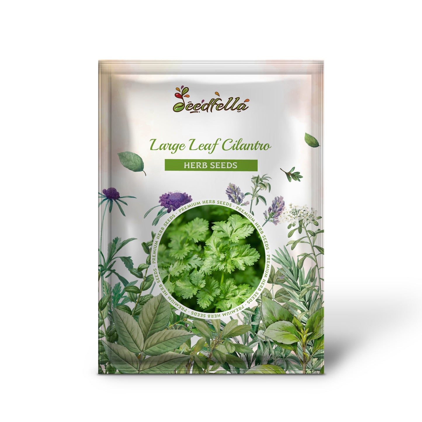 Large Leaf Cilantro (Coriandrum sativum) Seeds