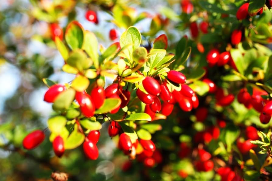 Cornelian Cherry Dogwood Seeds - Cornus mas