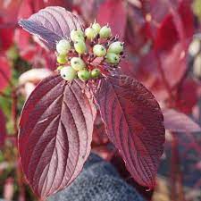 Fire and Ice Dogwood (Cornus Alba) Shrub Tree Variegated Red Bark White Berry & Flower Seeds