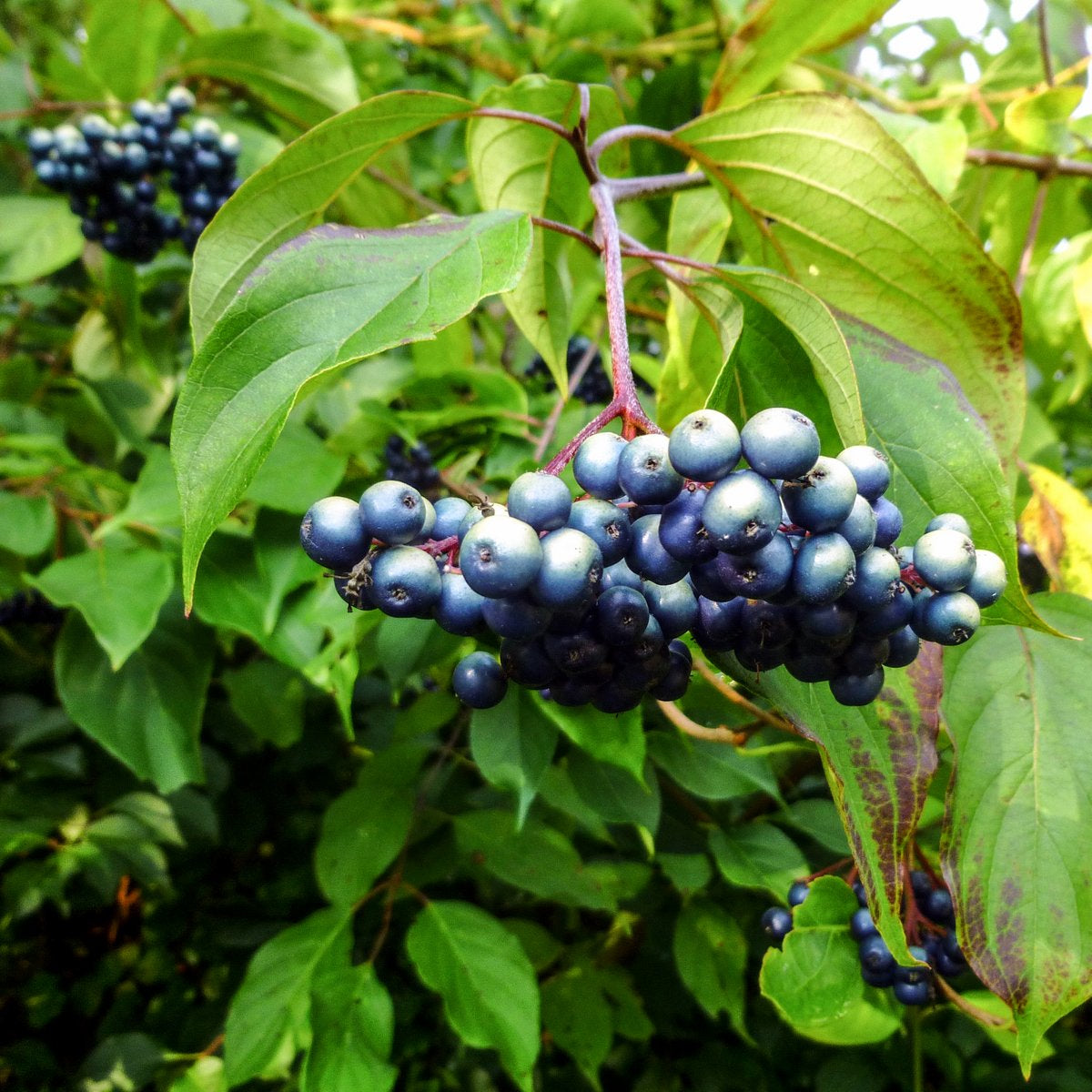Silky Dogwood Shrub Cornus Amomum Syn. Coerulea White Flower