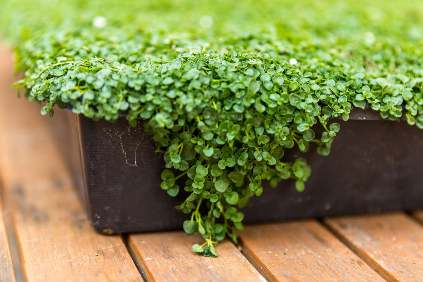 Corsican Mint (Mentha requienii) Herb Fragrant Ground Cover Flower Seeds