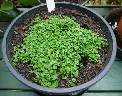 Semi di Erba Mentha Requienii