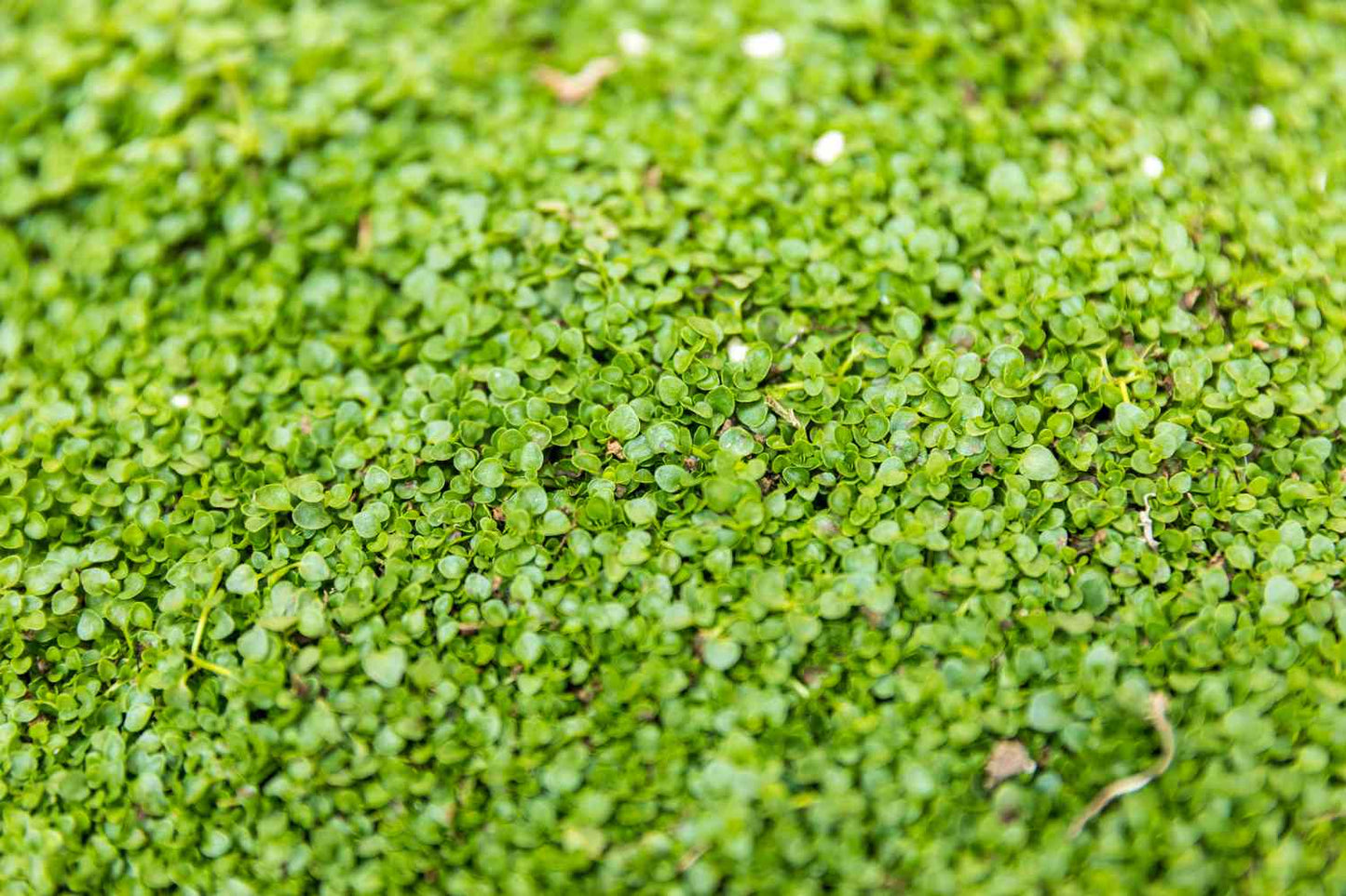 Corsican Mint Herb Seeds
