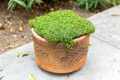 Corsican Mint (Mentha requienii) Herb Fragrant Ground Cover Flower Seeds