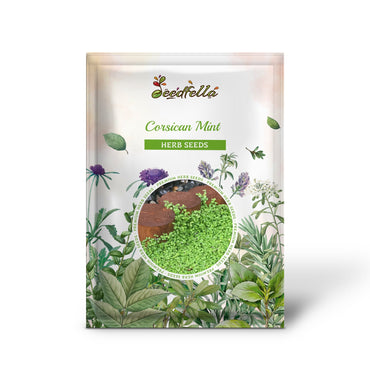 Corsican Mint (Mentha requienii) Herb Fragrant Ground Cover Flower Seeds