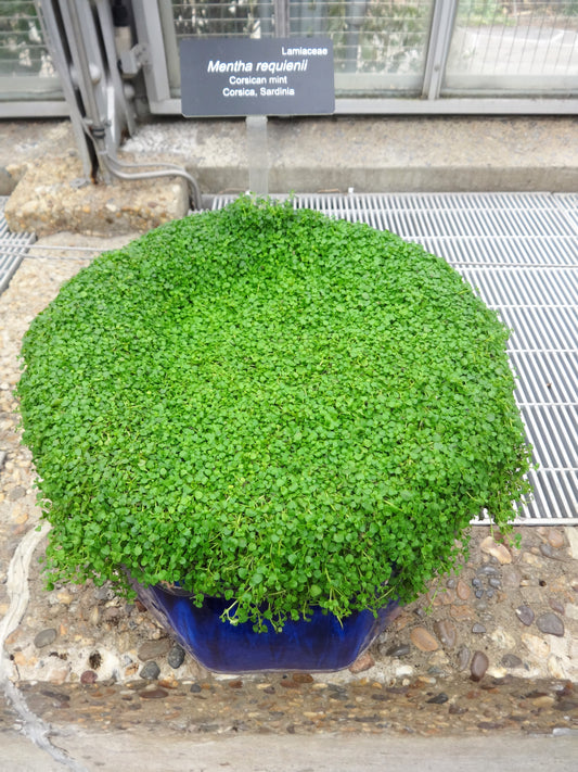 Corsican Mint Mentha Requienii Herb Fragrant Ground Cover Flower Seeds heirloom non-gmo organic garden seeds