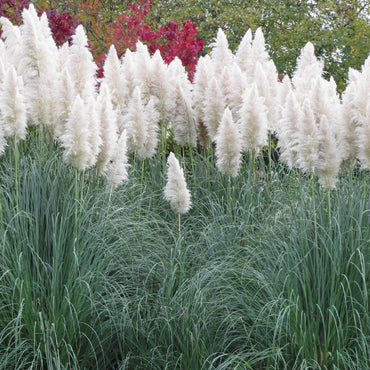 White Pampas Grass Flower Seeds (Cortaderia selloana)