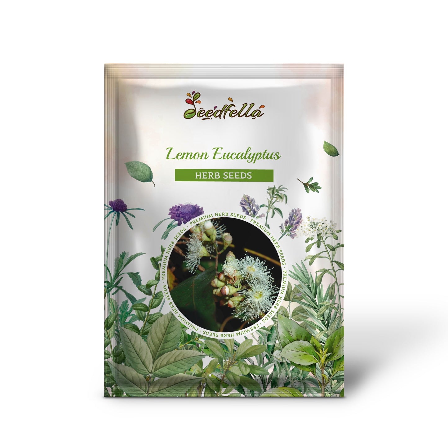 Lemon Eucalyptus (Corymbia citriodora) Seeds