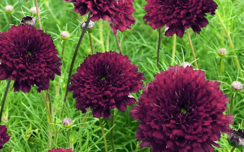 Cosmos (Cosmos Cranberries) seeds for planting in home garden