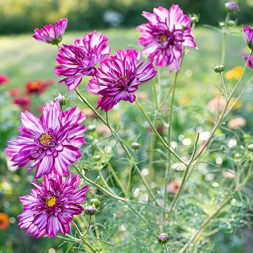 Cosmos Bicolor Flower seeds for Planting Shade Tolerant Heirloom & GMO Free Seeds for Home Garden