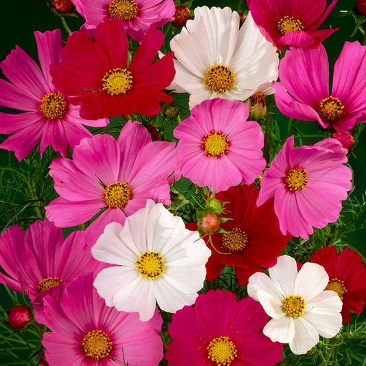 Cosmos Mixed Flower seeds for Planting Fragrant Blossoms Heirloom & GMO Free Seeds for Home Garden