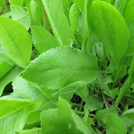 Semi di Erba di Costmary