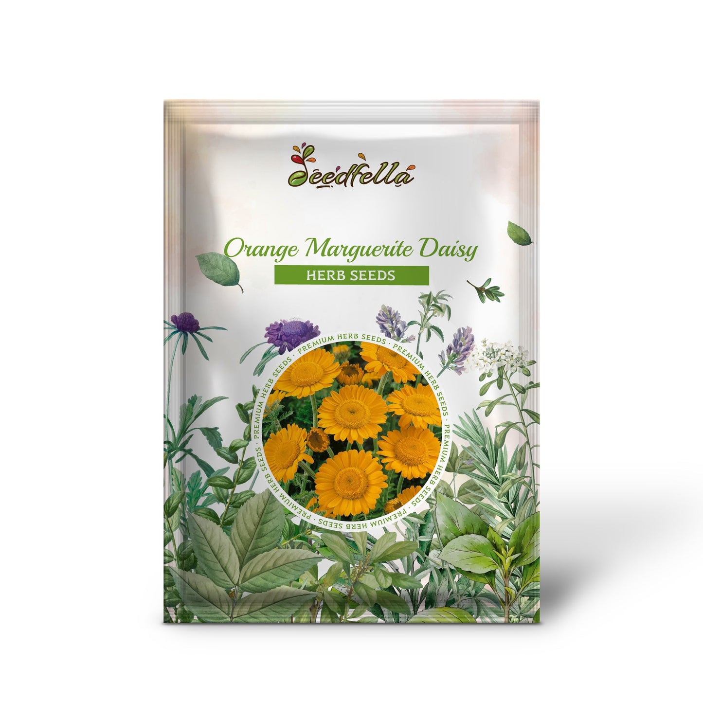 Orange Marguerite Daisy (Anthemis sancti-johannis Cota tinctoria) Flower Seeds