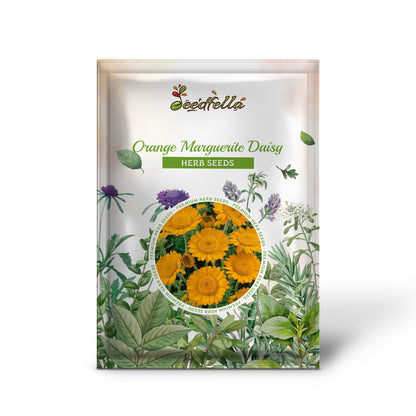 Orange Marguerite Daisy (Anthemis sancti-johannis Cota tinctoria) Flower Seeds
