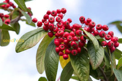 Brown Cotoneaster Seeds for Planting