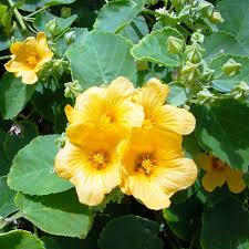 Country Mallow (Sida cordifolia) Bala / Flannel Weed Flower Seeds