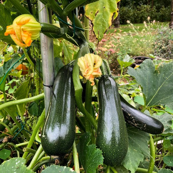 Climbing Zucchini (Cucurbita pepo) Vegetable Seeds for Planting – Heirloom, Non-GMO, Easy to Grow, Annual