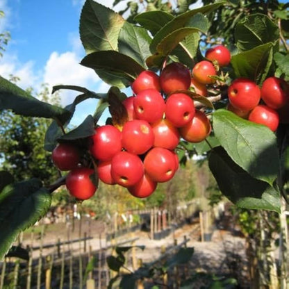 Crab Apple Seeds For Planting Malus Sylvestris Orchard Pollinator Garden heirloom non-gmo organic garden seeds