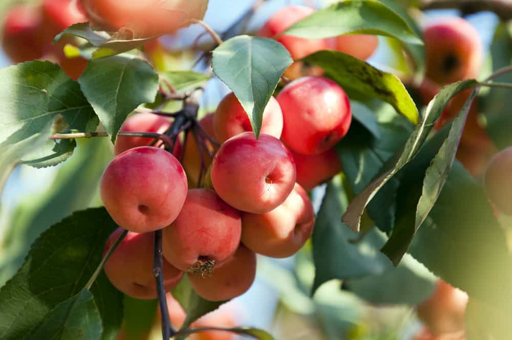Crabapple Malus pumila Fruit Seeds for Planting for Orchard