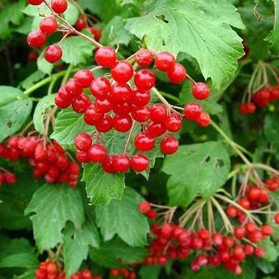 Cranberry Seeds For Planting Vegetable Patch heirloom non-gmo organic garden seeds
