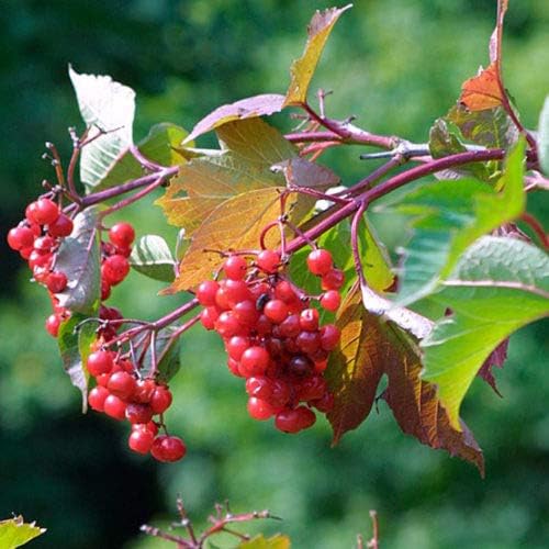 Cranberry Seeds for Planting vegetable patch