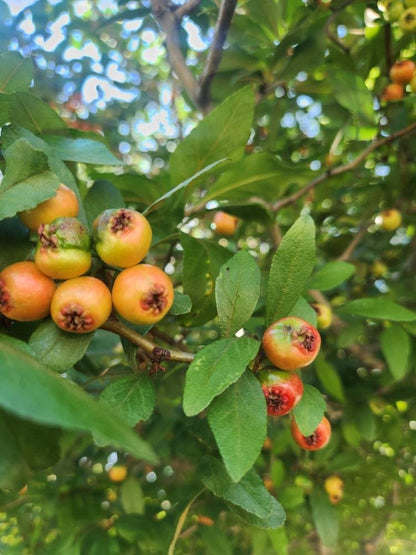Red Crataegus Opaca Fruit Seeds for Easy Planting