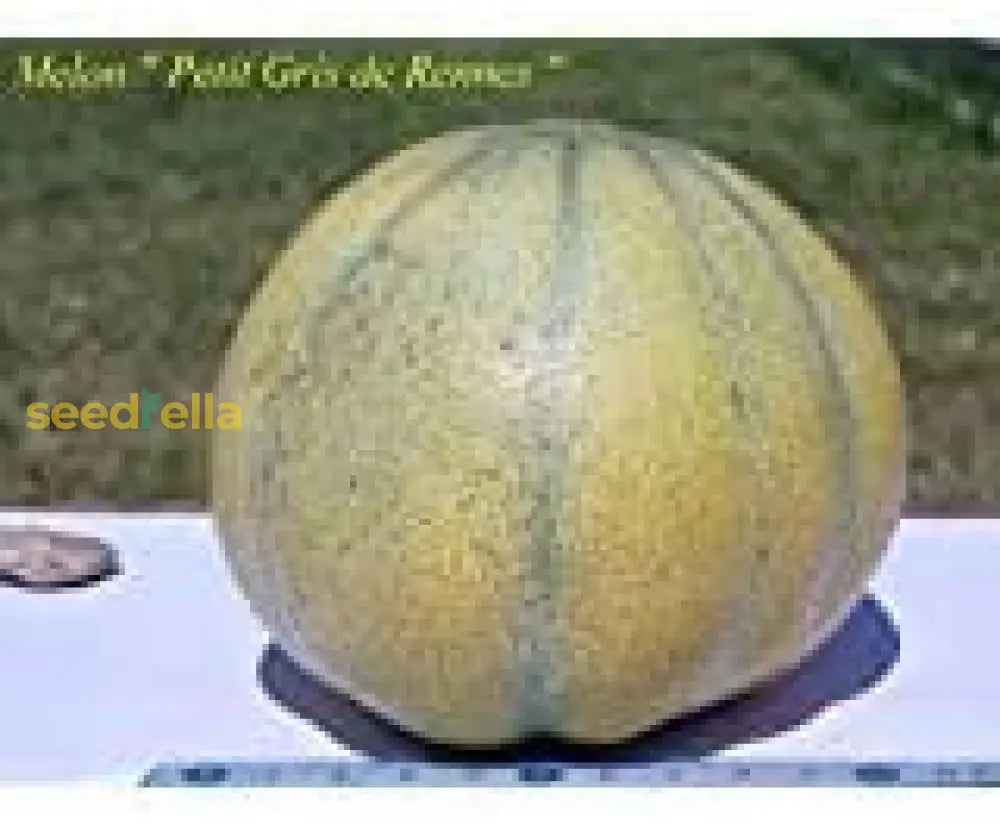 Cantaloupe Seeds For Planting: Cream Variety heirloom non-gmo organic garden seeds