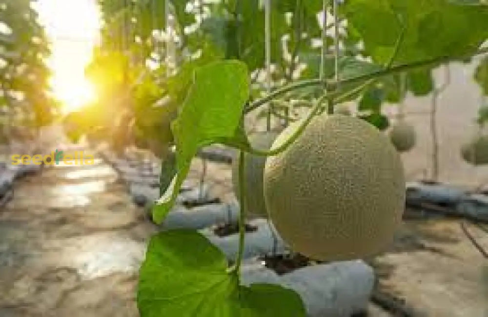 Cantaloupe Seeds for Planting: Cream Variety