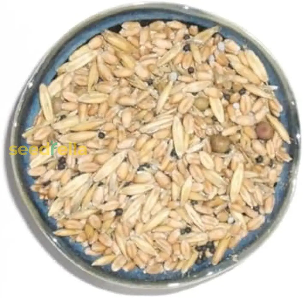 Cream Forage Crop Seeds Planting Guide: Essential Tips For Successful Planting heirloom non-gmo organic garden seeds