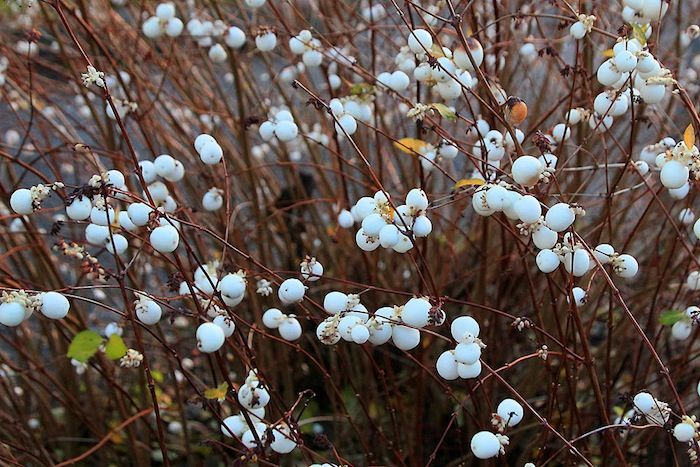 Dwarf Creeping Snowberry Shrub - White & Pink Flowers (Symphoricarpos Mollis) Seeds
