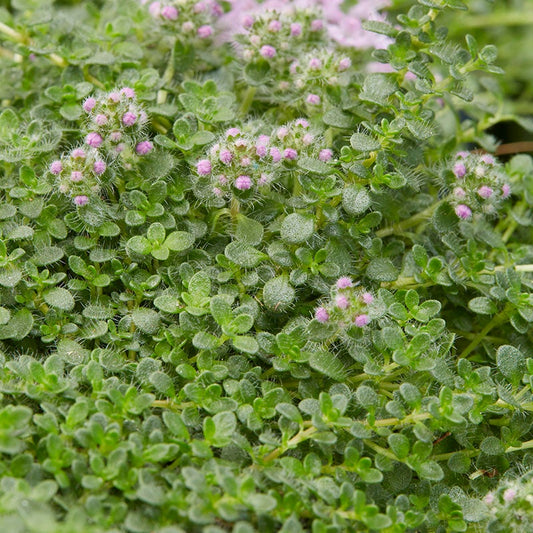Creeping Thyme Herb Seeds