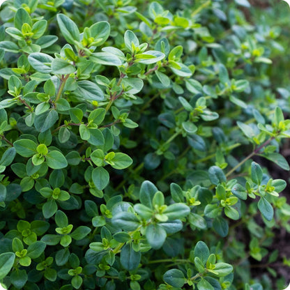 Thyme Seeds Creeping Thymus Serpyllum heirloom non-gmo organic garden seeds