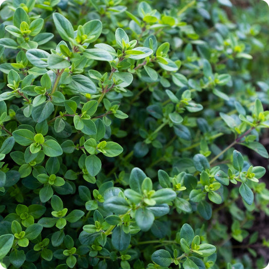 Thyme Seeds Creeping Thymus Serpyllum heirloom non-gmo organic garden seeds