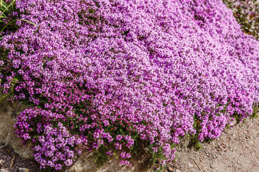 Walk On Me Creeping Thyme Thymus Serpyllum Herb Flower Seeds heirloom non-gmo organic garden seeds