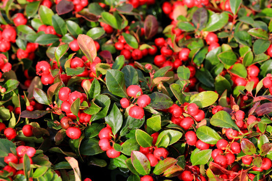 Creeping Wintergreen Teaberry Gaultheria Procumbens Evergreen Flower Seeds heirloom non-gmo organic garden seeds