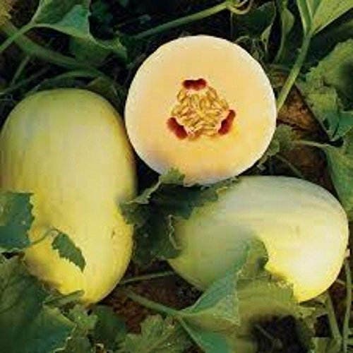 Crenshaw Melon Muskmelon Winter Melon Crenshaw Cucumis Melo Fruit Seeds heirloom non-gmo organic garden seeds