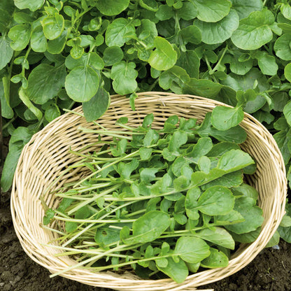 Wrinkled Crinkled Cress (Lepidium sativum) Garden Greens Vegetable Seeds