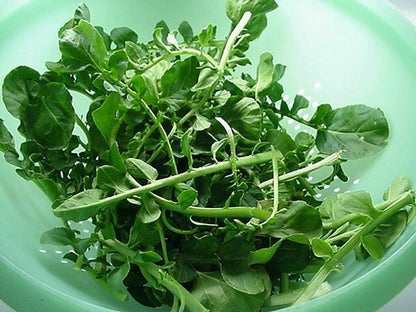 Wrinkled Crinkled Cress (Lepidium sativum) Garden Greens Vegetable Seeds